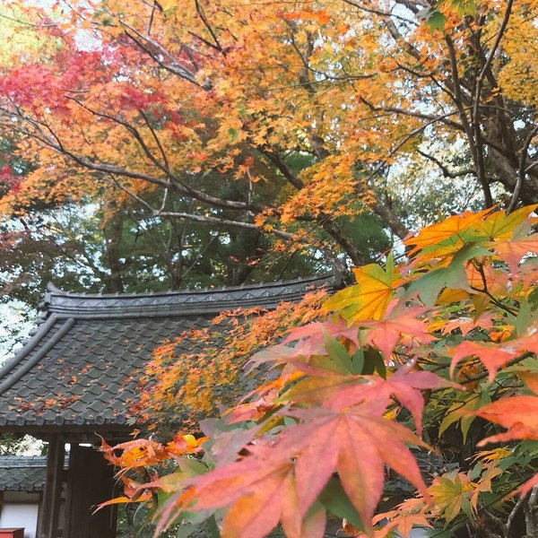 積善寺の紅葉