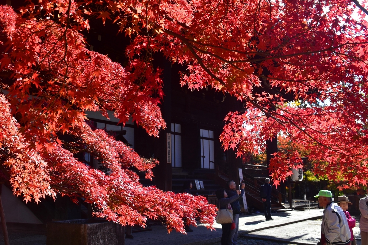 真如堂の紅葉真如堂(本堂)前の紅葉 見頃 2019年11月20日 撮影:MKタクシー