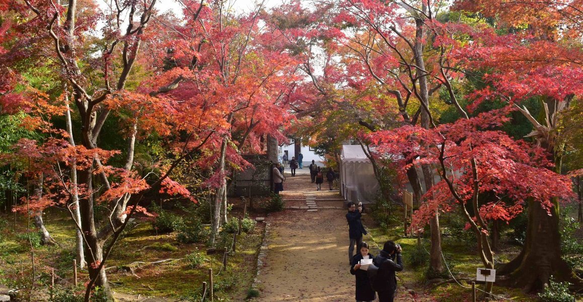 浄住寺の紅葉2018