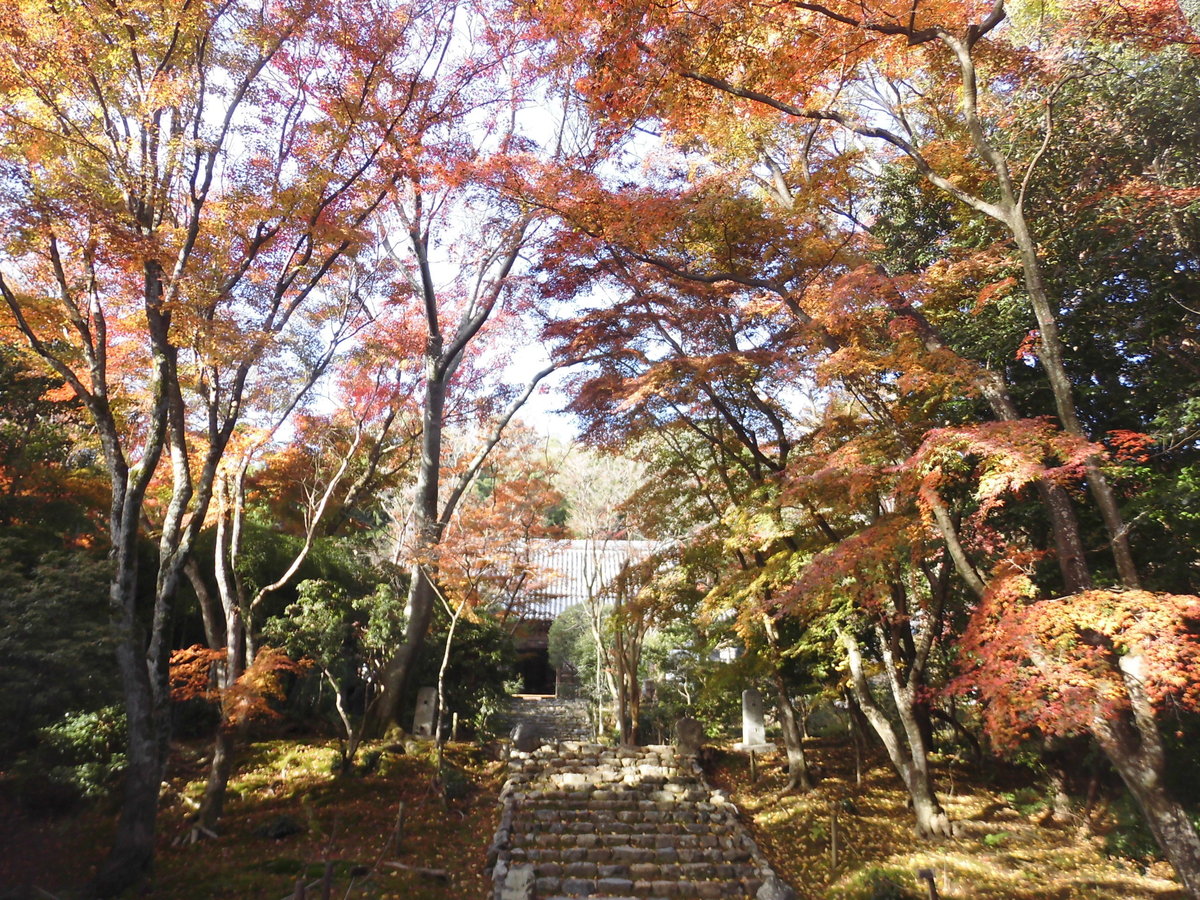 浄住寺の紅葉2016