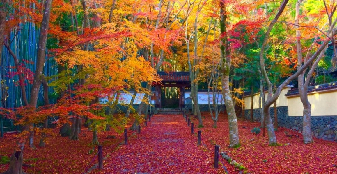 地蔵院の紅葉2018