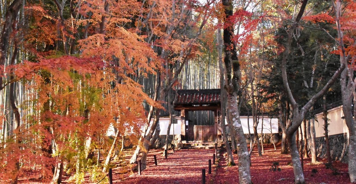 地蔵院の紅葉2018
