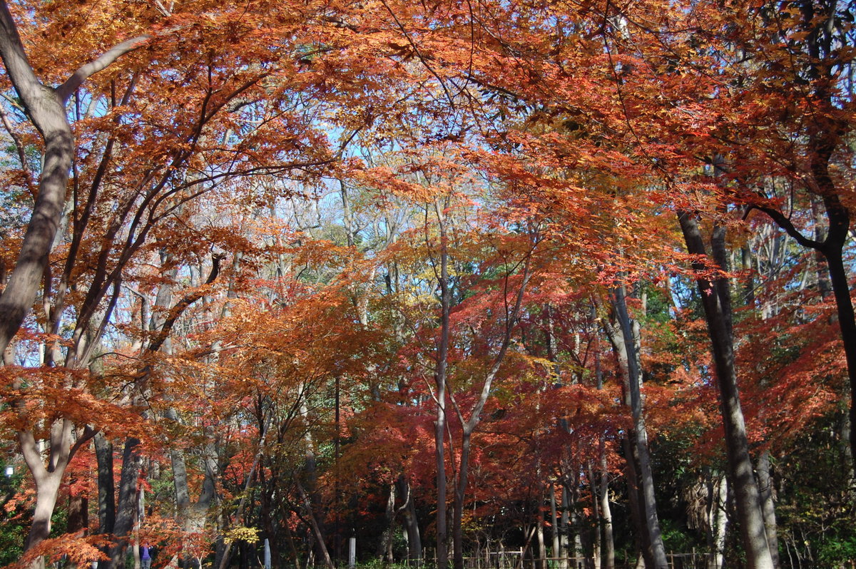 糺の森の紅葉2008