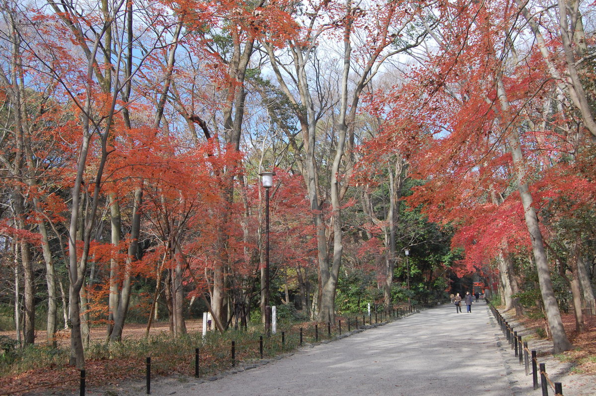 糺の森の紅葉2008