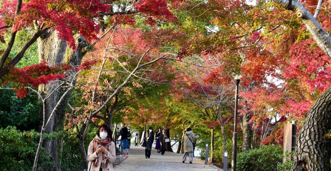 あじろぎの道の紅葉2018