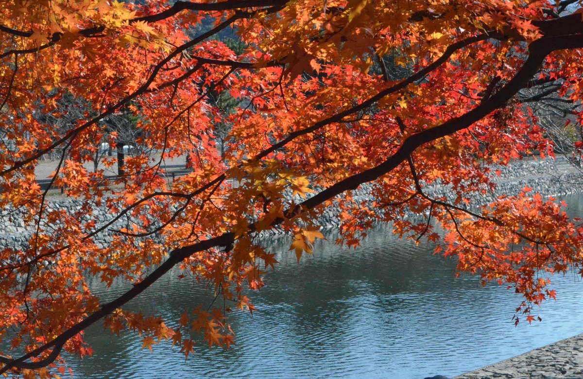 あじろぎの道の紅葉2017