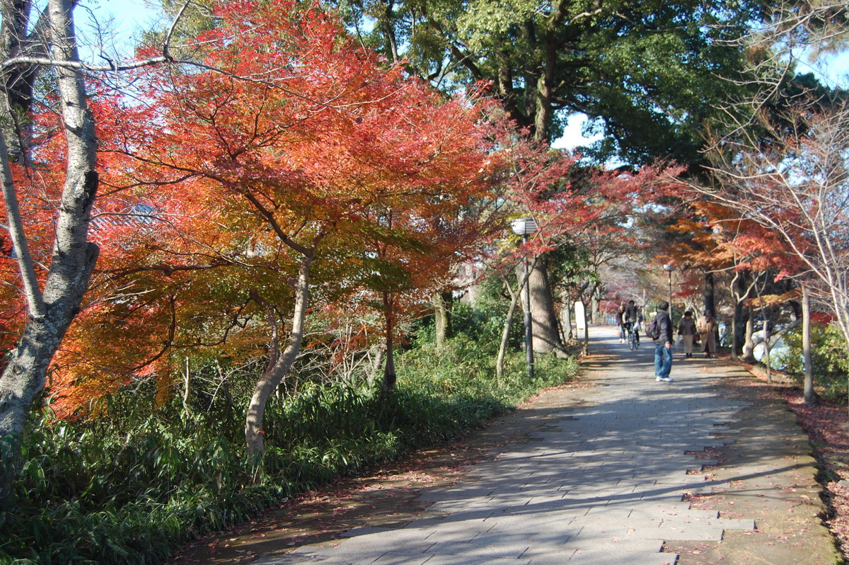 あじろぎの道の紅葉2008