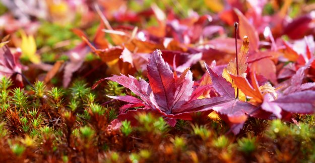 城南宮の紅葉2018