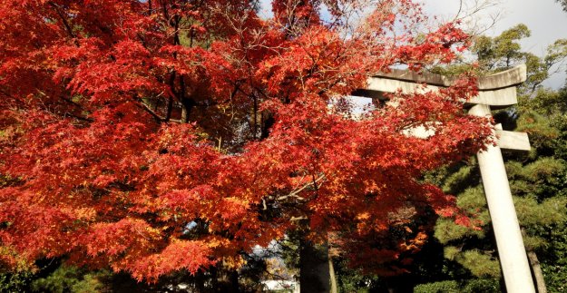 城南宮の紅葉2016