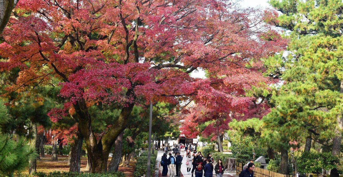 建仁寺の紅葉2018