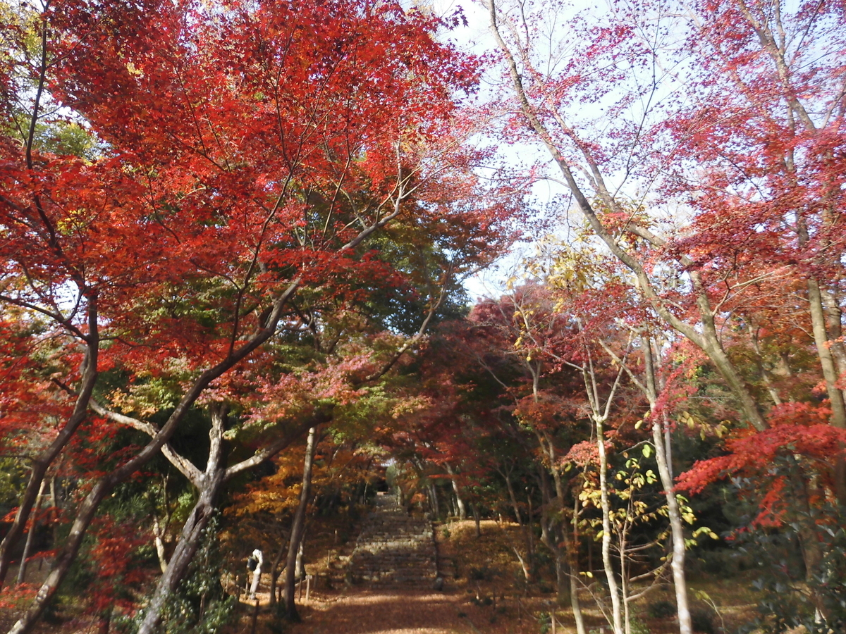 浄住寺の紅葉2016