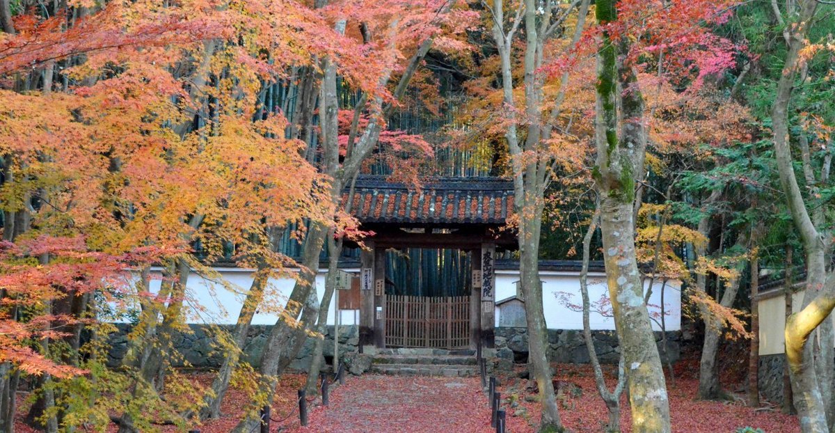 地蔵院の紅葉2017