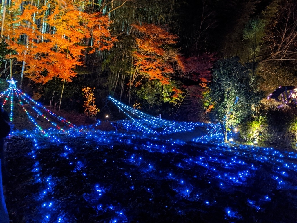 ライトアップされた紅葉が鮮やか