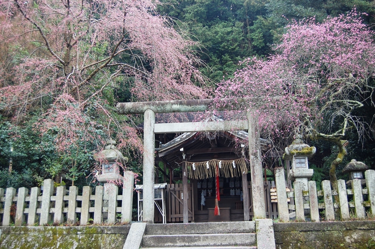 大豊神社の枝垂桜と枝垂梅