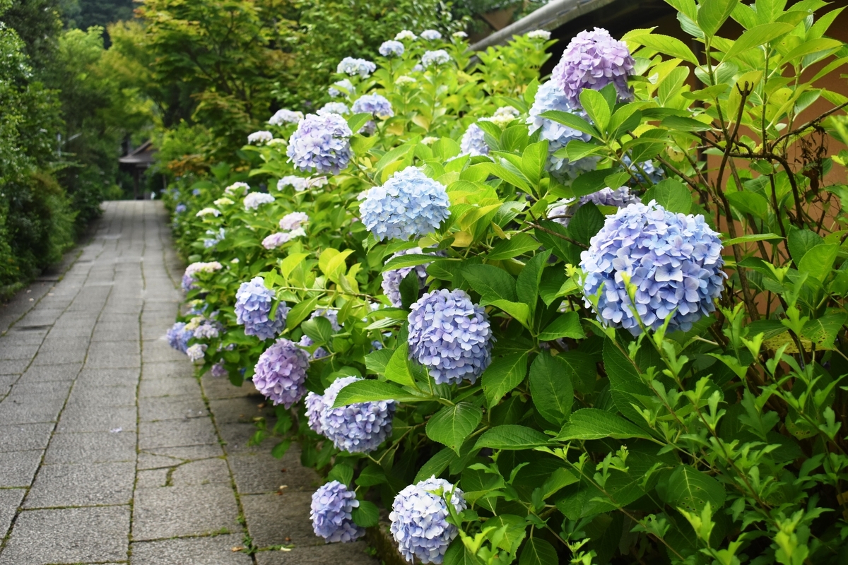 大豊神社のアジサイ