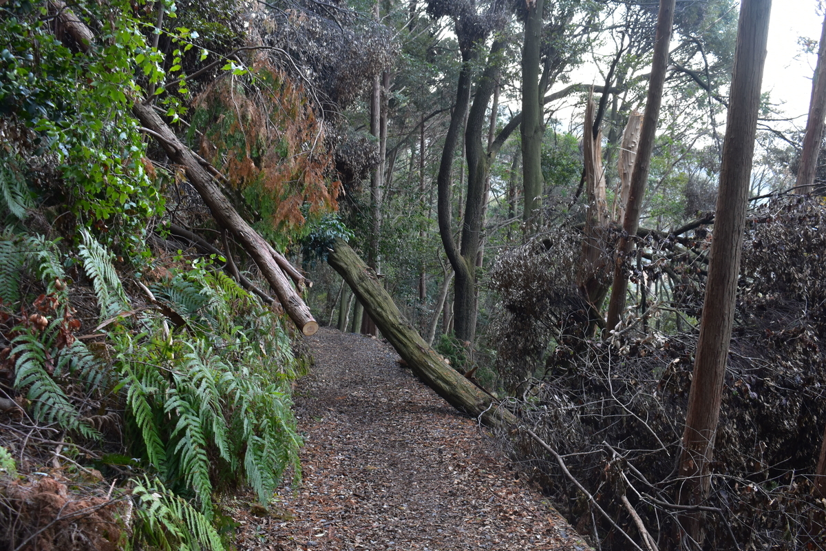 東山山頂公園の初日の出