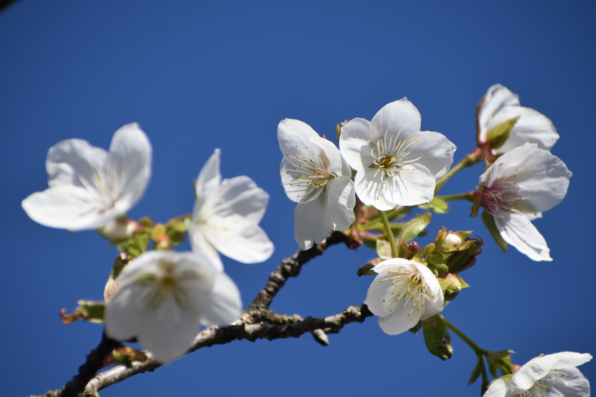 京都府立植物園の不断桜