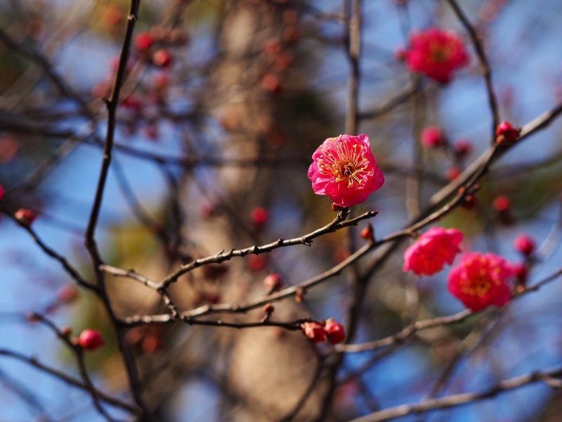 f:id:mk_taxi:20200115154906j:plain 寒紅梅(絵馬殿前) 2018年12月25日 撮影:MKタクシー