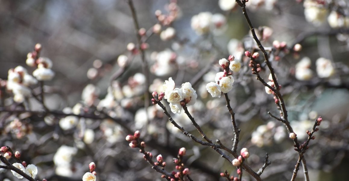 雲龍梅(老松社前) 2019年1月27日 撮影:MKタクシー
