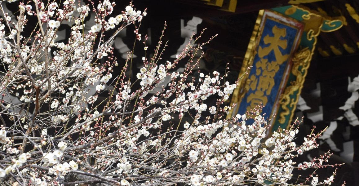 白梅(三光門前) 2019年2月16日 撮影:MKタクシー