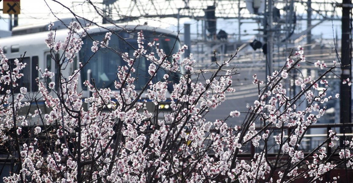 梅小路公園の梅