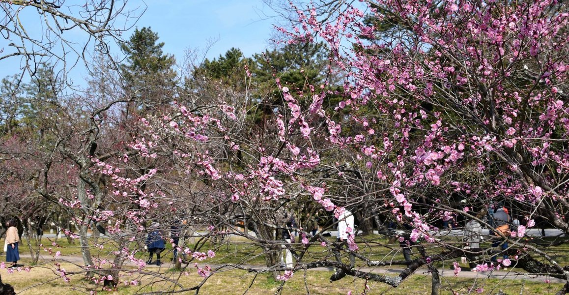 京都御苑の梅