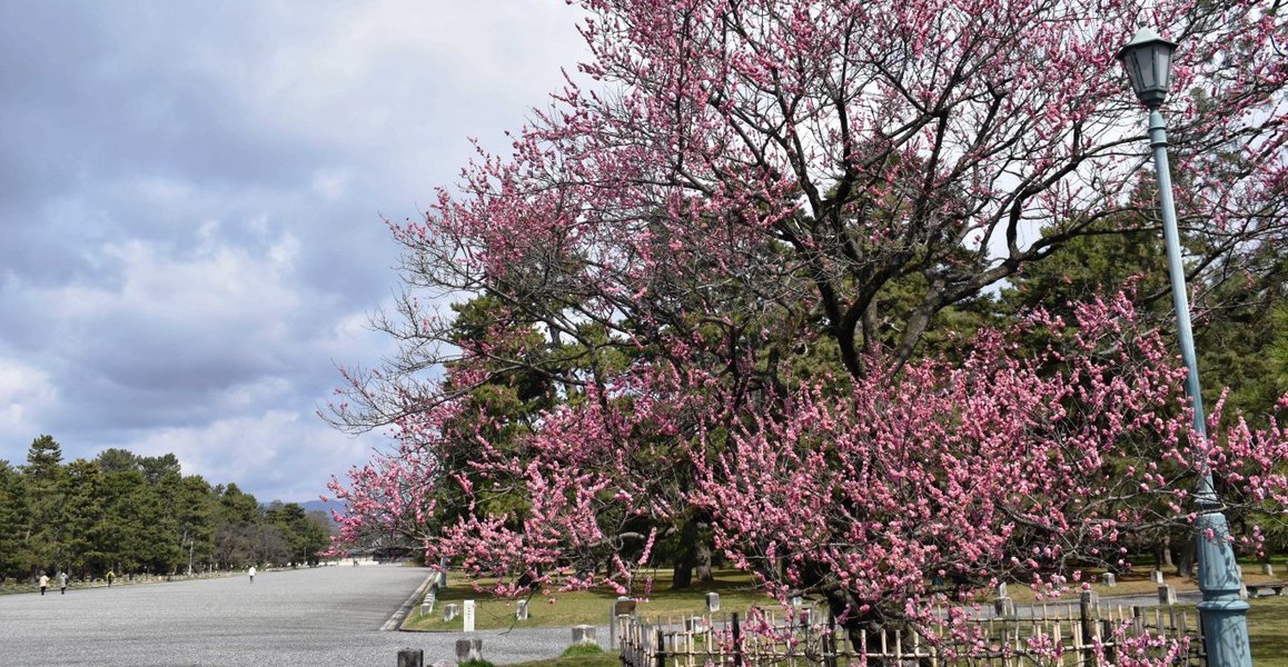 京都御苑の梅