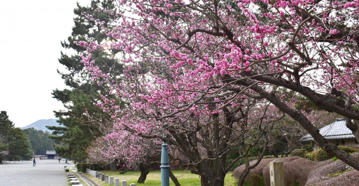 京都御苑の梅