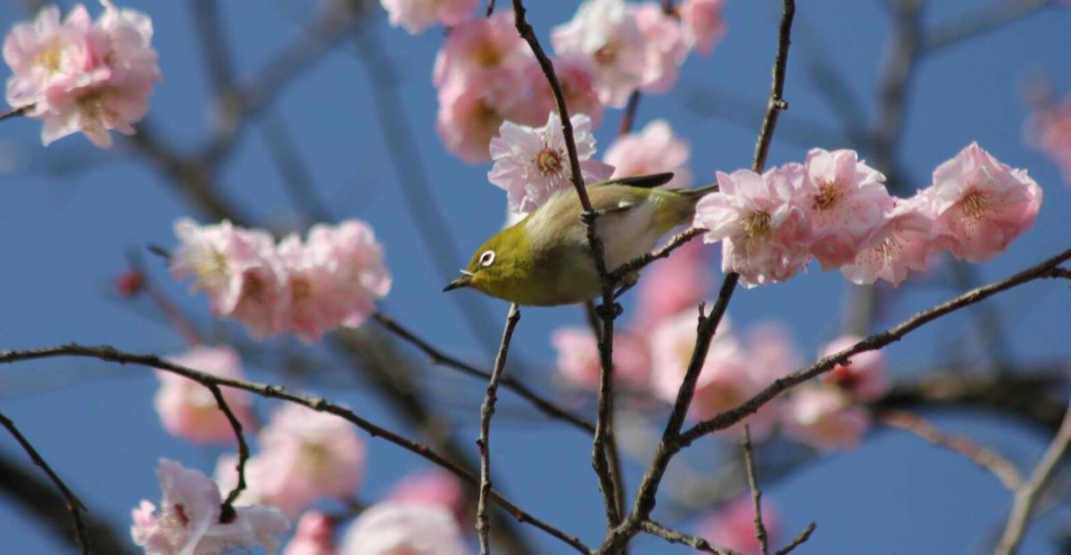 京都御苑の梅