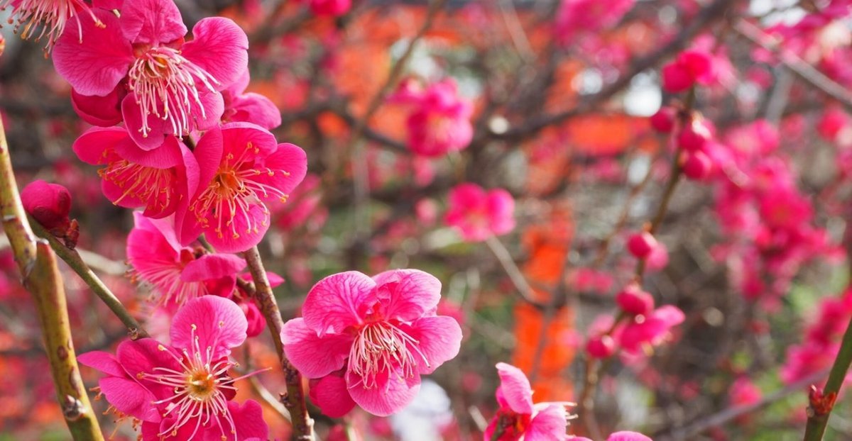 下鴨神社の光琳の梅