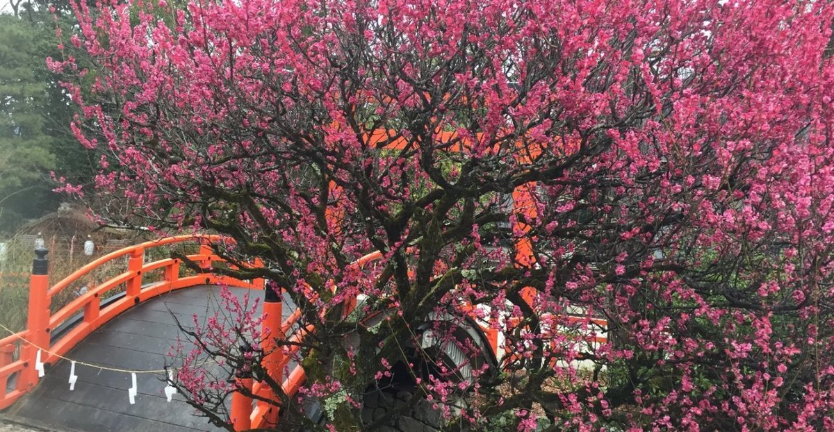 下鴨神社の光琳の梅