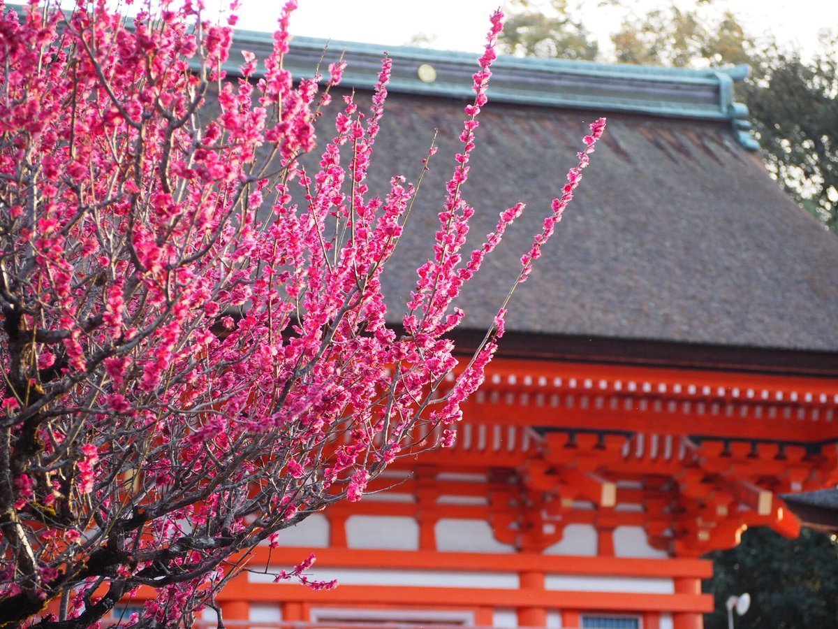 下鴨神社の光琳の梅