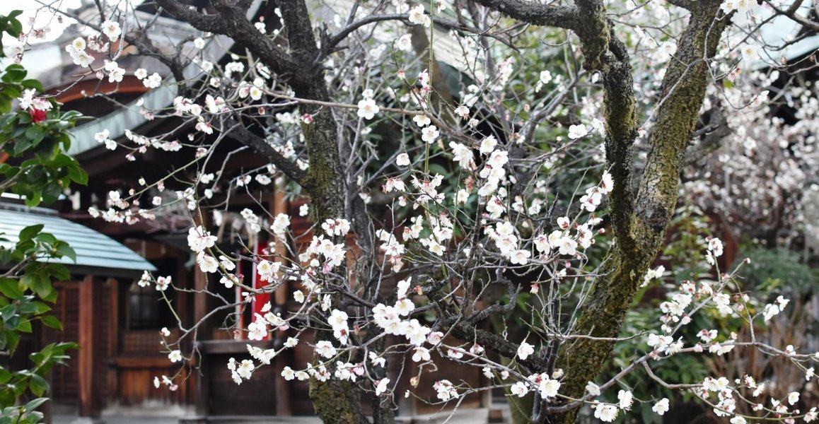 菅大臣神社の梅