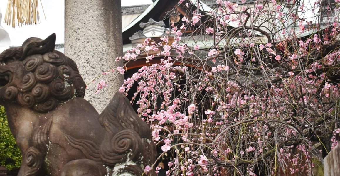 菅大臣神社の梅