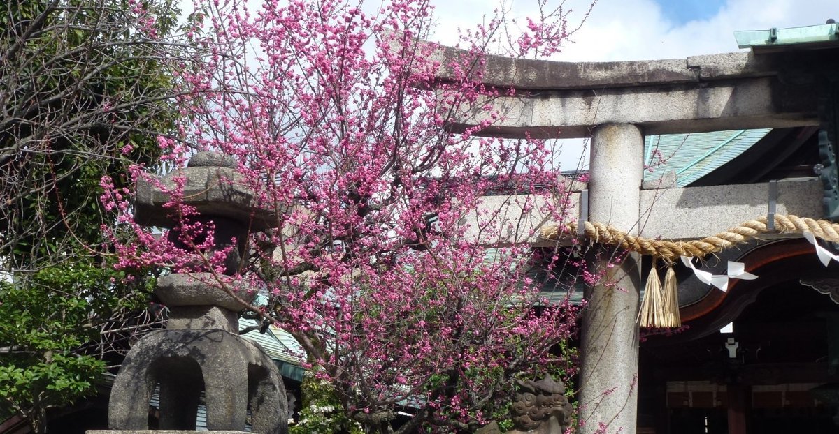 菅大臣神社の梅