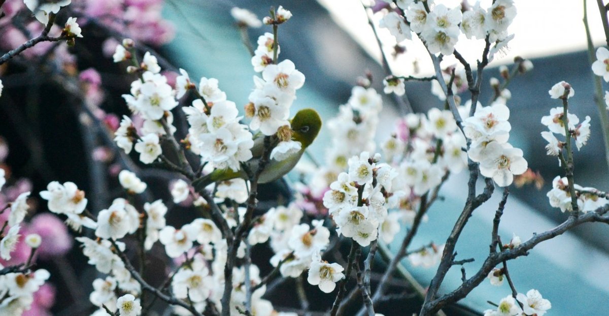 菅大臣神社の梅