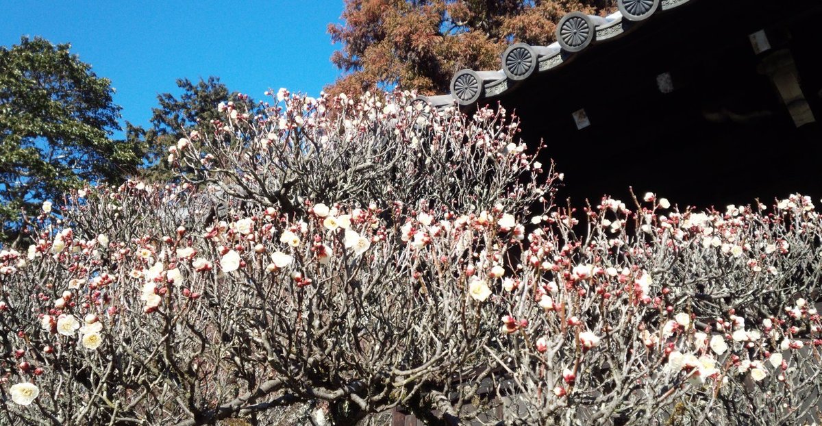 雲龍院の梅