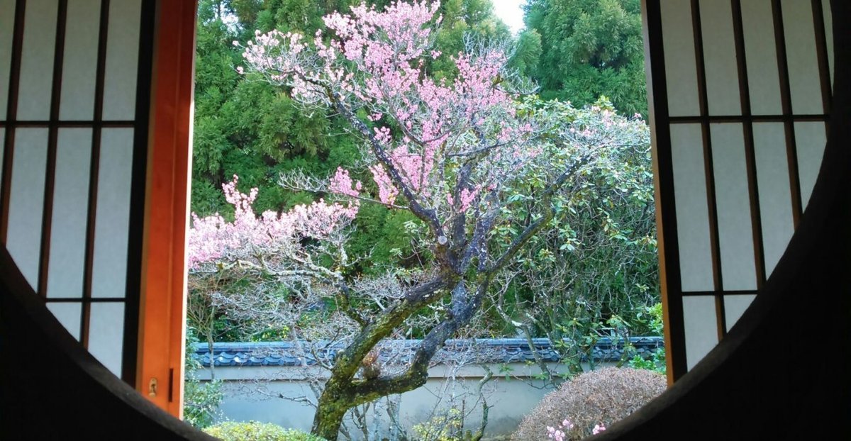 雲龍院の梅