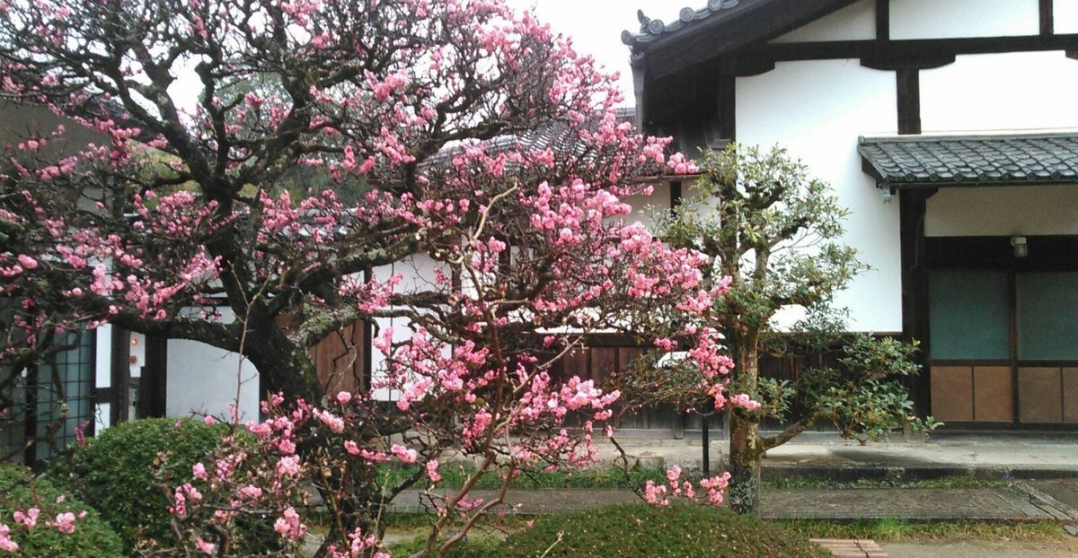 雲龍院の梅