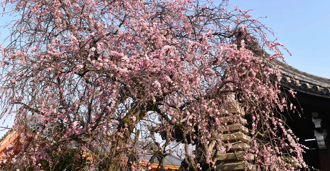 法住寺の梅