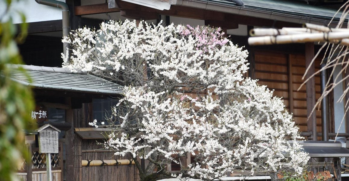 法住寺の梅