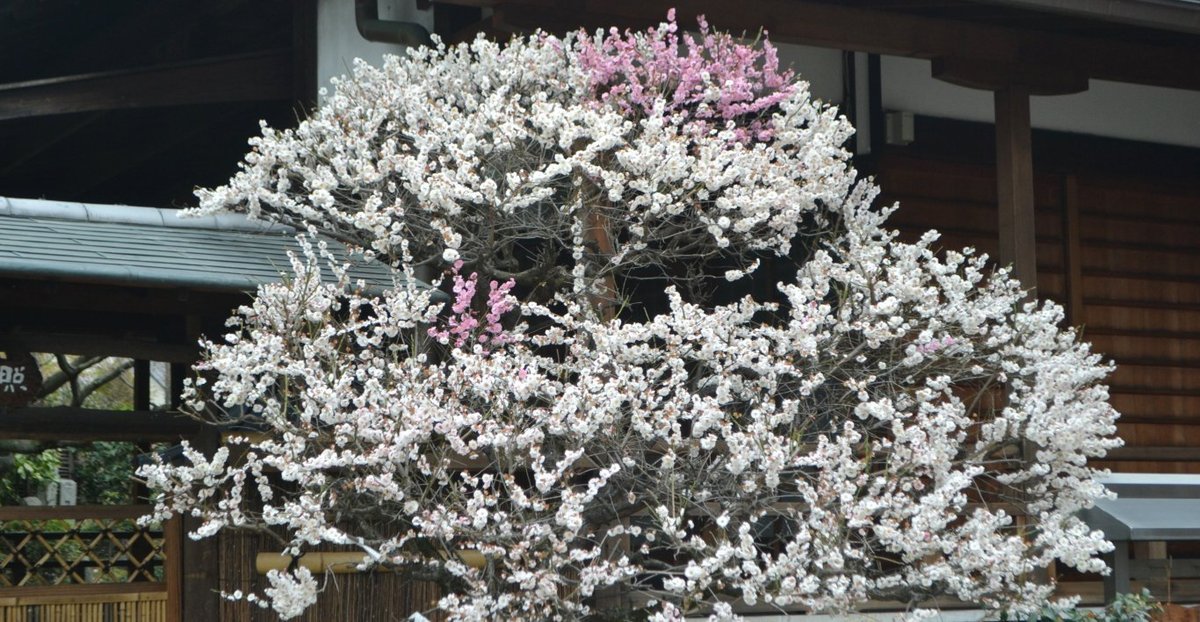 法住寺の梅