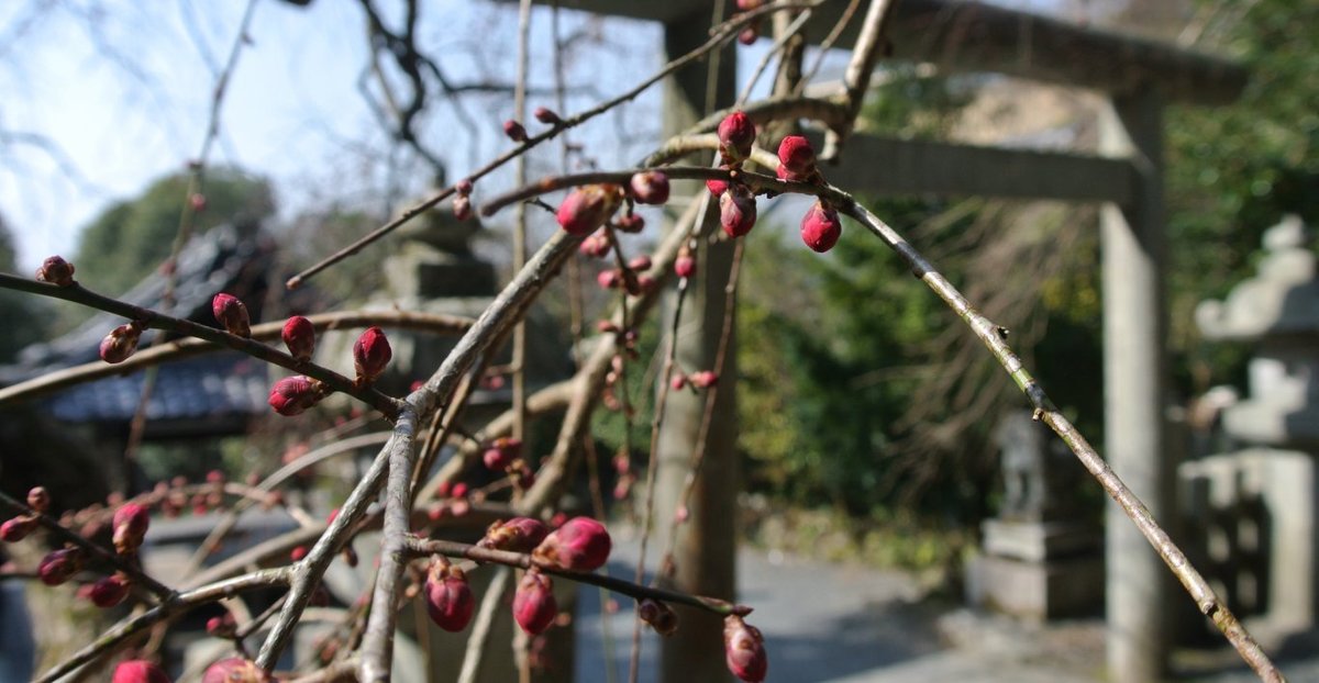 大豊神社の枝垂梅