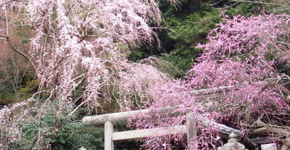 大豊神社の枝垂梅