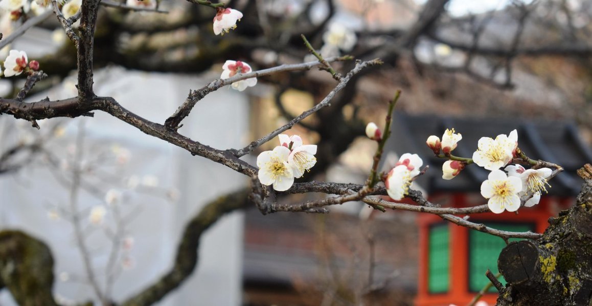 祇園白川の梅