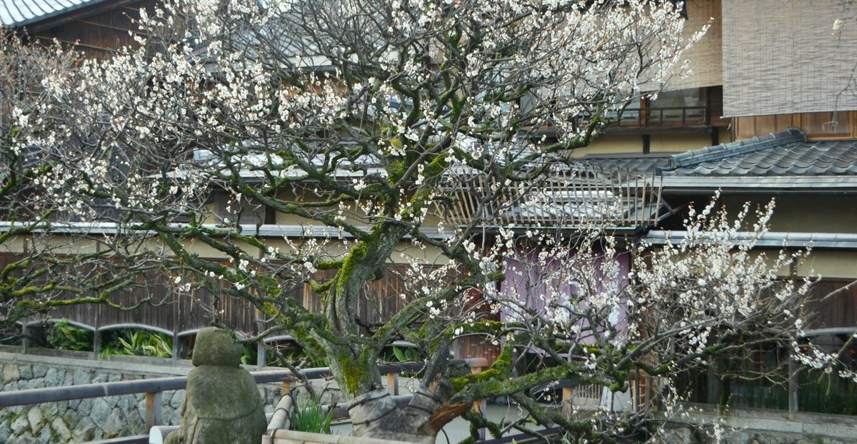 祇園白川の梅