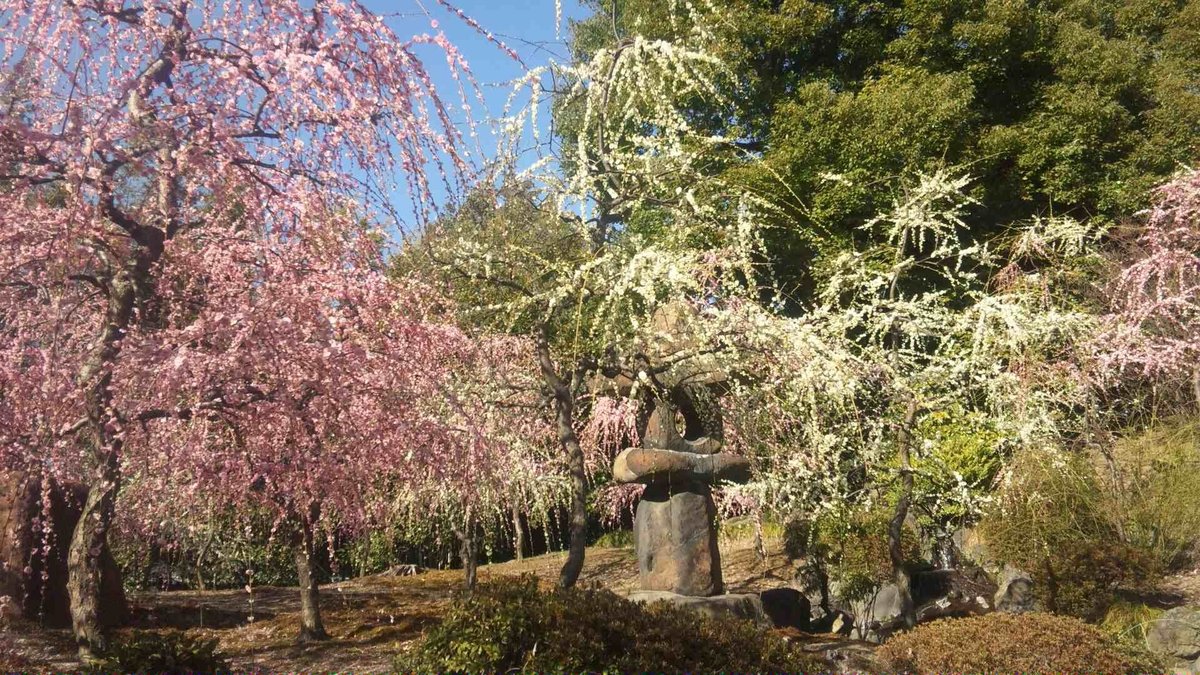 城南宮の枝垂梅