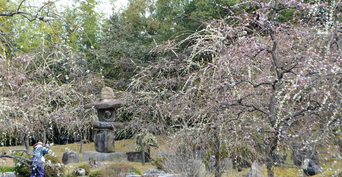 城南宮の枝垂梅