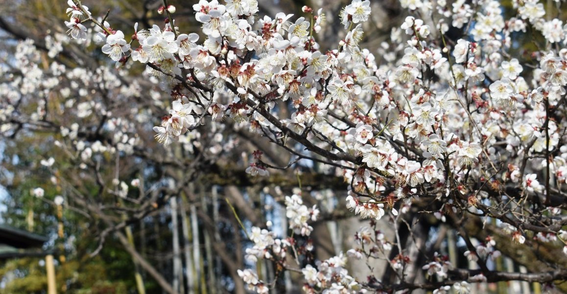 松花堂庭園の梅