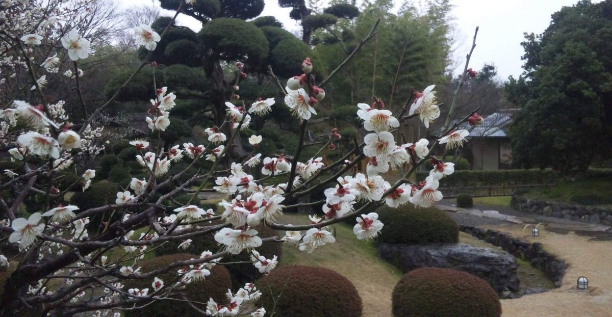 松花堂庭園の梅